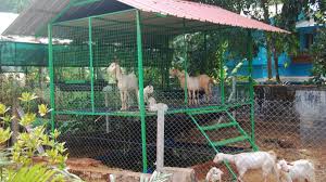 goat shed that is easy to build and