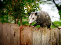 We did not find results for: What To Do If You Find An Opossum Possum On Your Property Or Backyard Worldatlas