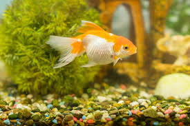 There is a little drawback to this solution, however. 5 Killer Ways To Soften Aquarium Water Aquaria Passion