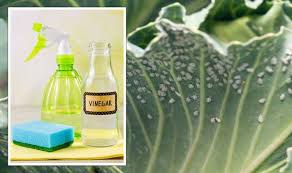 White Vinegar Insecticide Solution