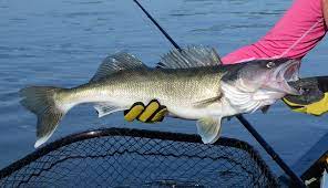 Picl Vs Walleye Setting The Record