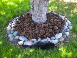 Use Pine Cones As A Natural Mulch To
