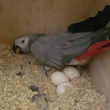african grey parrot eggs worldwide