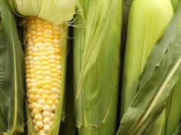 Sweet Corn And Growing Sweet Corn