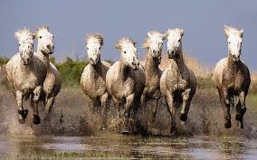 hd wallpaper galloping white horses hd