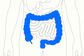 colon anatomy function and