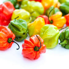 scotch bonnet peppers all you need to