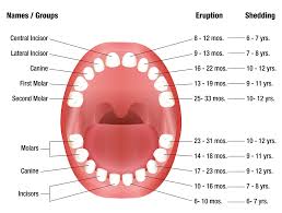 Teeth Eruption Chart For Deciduous And Permanent Teeth