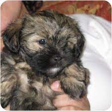 Shih tzu puppies are adorable, fun loving and they are also very intelligent. Charlotte Nc Shih Tzu Meet Shihtzu Puppies Adoption Pend A Pet For Adoption