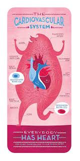 Image result for cardiovascular system cartoons