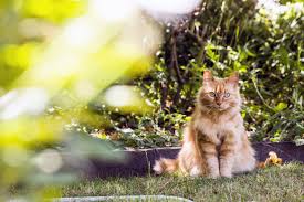 how to keep cats out of garden 9 ways