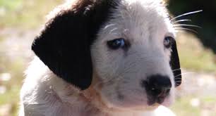 Rawlins jack charlotte, nc 28657. Pet Adoption Adopt A Pet At Valley River Humane Society Marble Nc