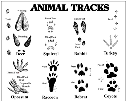 Sassy Free Printable Animal Tracks Kenzi S Blog