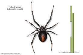 If you are experiencing a problem with venomous black widow. Spider Venom Britannica