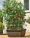 do-tomato-plants-do-well-in-self-watering-pots