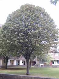 identification of a whitebeam tree