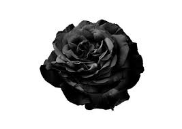 black rose images browse 2 118 582