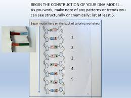 It is often called the control center because it controls all the activities of the cell including ceil chromosomes are microscopic, threadlike strands. Dna Ppt Download