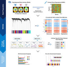Biografía de leo osuna edad, estatura, pack, badabun. Frontiers Cell Type Specific Gene Modules Related To The Regional Homogeneity Of Spontaneous Brain Activity And Their Associations With Common Brain Disorders Neuroscience