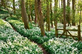 Wild Garlic How To Forage It And How