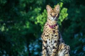 In 2001, the international cat association (tica) accepted the savannah as a new registered breed, while the cat fancier's association (cfa) — the world's largest pedigreed. Why Are F1 Savannah Cats So Expensive Elite Veterinary Care
