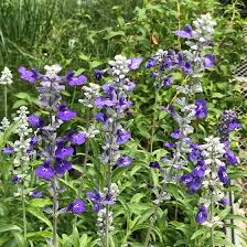 Planting purple flowers in your garden can add rich thematic colors. Texas Violet Salvia Sage High Country Gardens