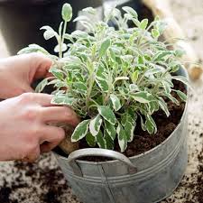 Herb Gardening Tips Planet Natural