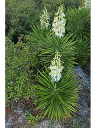 Yucca aloifolia (Spanish dagger) | Native Plants of North America