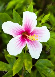 Pink And White Hibiscus Flower In Garden Stock Photo, Picture And Royalty  Free Image. Image 16289798.