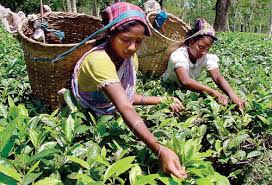 Horticulture :: Plantation Crops :: Tea