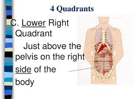 Organs are specialised body parts, each with their own jobs. The Abdomen Chapter Ppt Download