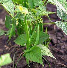 how to grow green beans the