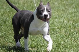 Return to main dog crate size breed chart. American Staffordshire Terrier Breed Information American Staffordshire Terrier Images American Staffordshire Terrier Dog Breed Info