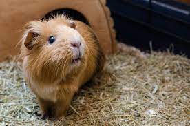 the guinea pig to do list aylmer
