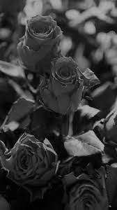 ms46-rose-flower-gift-red-nature-dark ...