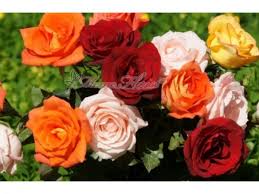 Japanese rose cuttings /keratan bunga ros japan. Arti Warna Bunga Mawar Jangan Salah Memberinya