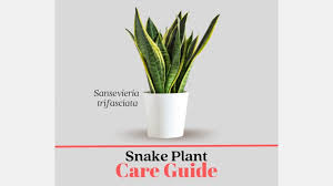 Care For Your Snake Plant