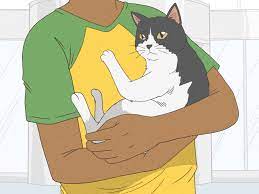 6 ways to take care of a cat wikihow