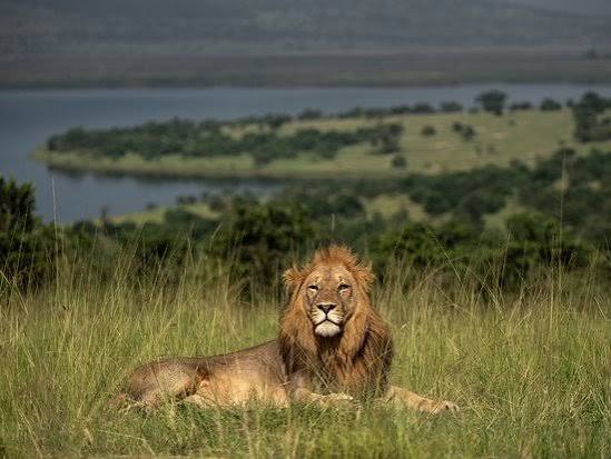 Spotting Lions on a Sunrise Drive in Akagera | Rwanda Safaris
