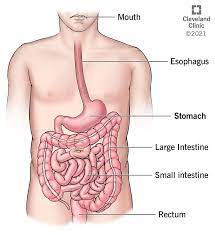 Stomach: Anatomy, Function, Diagram, Parts Of, Structure