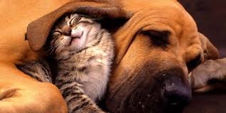Q: Do Cats And Dogs Naturally Hate Each Other? - The Dodo