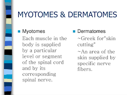 Ppt Myotomes Dermatomes Powerpoint Presentation Free