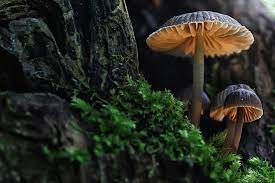 The body usually metabolizes and removes the psychoactive drugs in shrooms within 24 hours. How Long Do Shrooms Last What To Do If Addicted To A Shroom High Recovery Corps