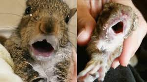 Rescuer catches squirrels going into milk trance - YouTube