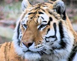 Bengal Tiger Panthera Tigris Tigris Animals A Z Animals