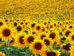 What exactly are sunflowers?