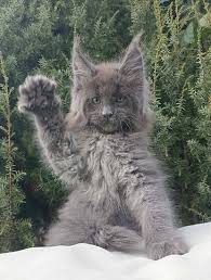 maine cat giant kitten for