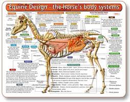Learn Equine Anatomy