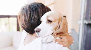 A discussion with you about your concerns, thoughts, or questions surrounding euthanasia. End Of Life Euthanasia Service For Pets Berkeley Humane