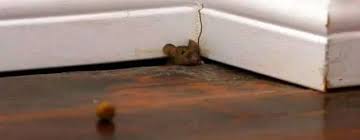 There S A Mouse In My Room Is It Safe